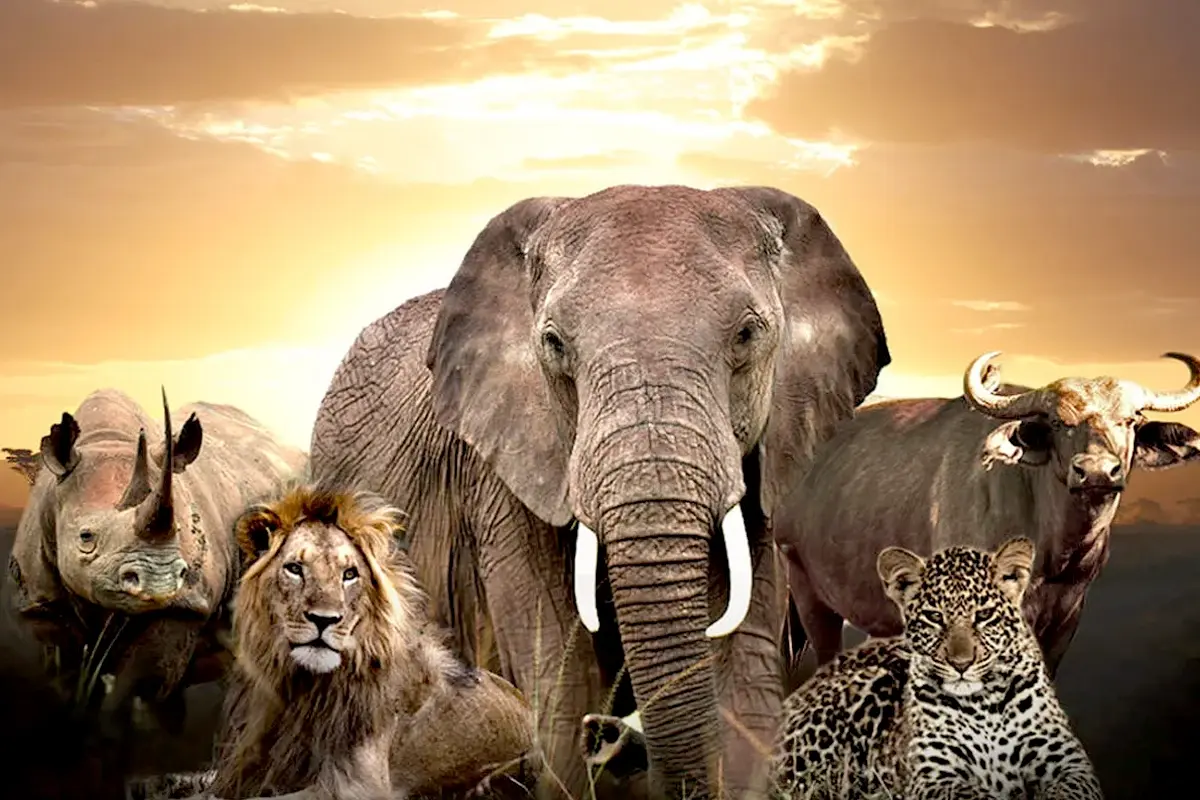 The Big Five Adventure in Queen Elizabeth National Park