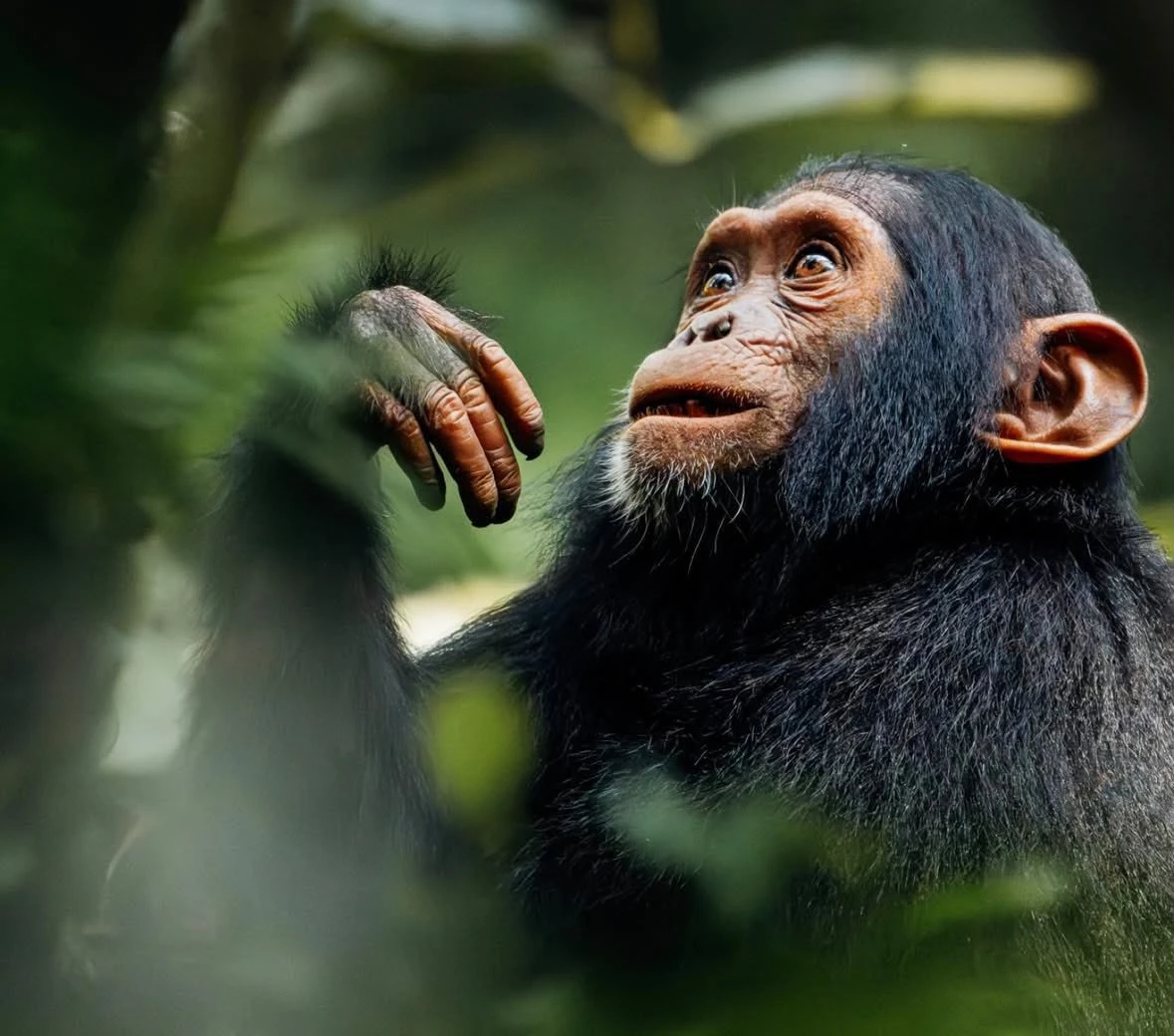 6 Day Chimpanzee, Gorilla Trekking &amp; Tree Climbing Lion Safari.